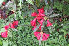 Rhododendron thomsonii